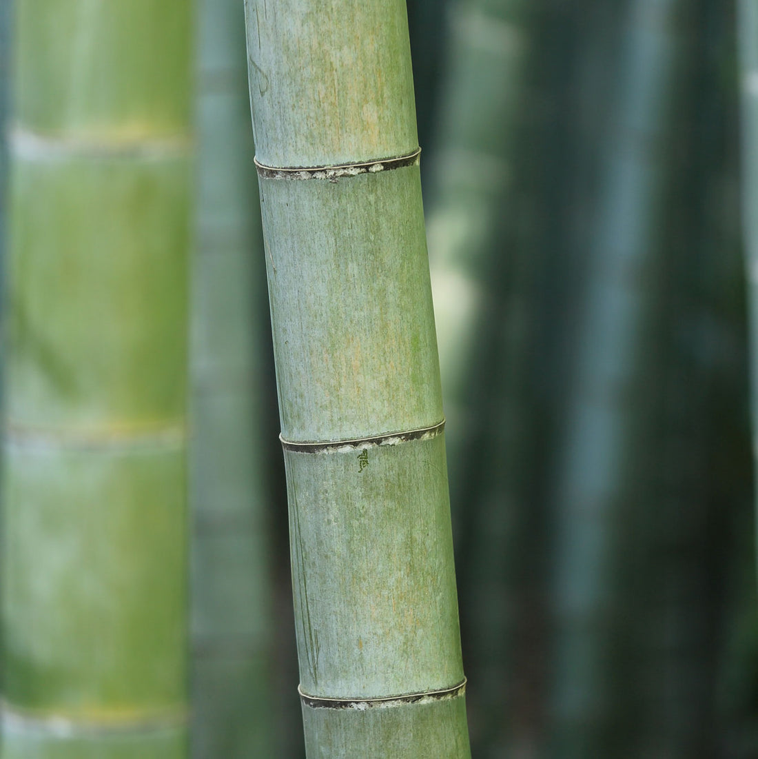 What is bamboo fabric?